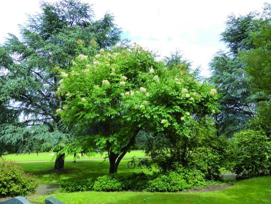 l'Arboretum du Cimetière-Parc