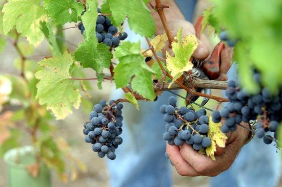 Loire Valley Uncorked