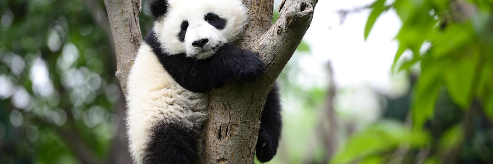 ZooParc de Beauval